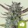 Royal Queen Seeds Purple Punch AUTO - 3 autoflowering Samen