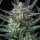 Royal Queen Seeds Purple Punch AUTO - 3 autoflowering Samen