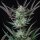 Royal Queen Seeds Purple Punch AUTO - 3 autoflowering Samen