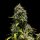 Royal Queen Seeds Purple Punch AUTO - 3 autoflowering Samen