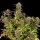 Royal Queen Seeds Purple Punch AUTO - 3 automatisierte Samen