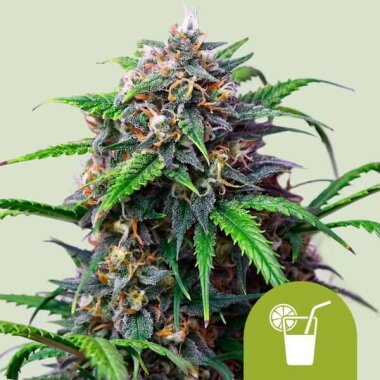 Royal Queen Seeds Purple Lemonade AUTO - 3 automated seeds