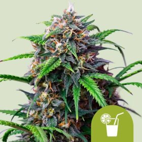 Royal Queen Seeds Purple Lemonade AUTO - 3 autoflowering Samen