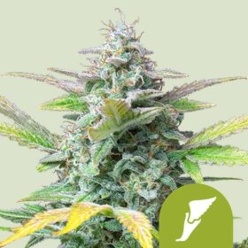 Royal Queen Seeds Quick One AUTO - 3 autoflowering Samen