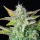 Royal Queen Seeds Quick One AUTO - 3 autoflowering Samen