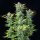 Royal Queen Seeds Quick One AUTO - 3 autoflowering Samen