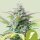 Royal Queen Seeds Quick One AUTO - 3 automatisierte Samen