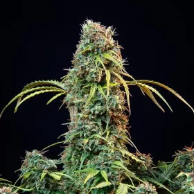 Royal Queen Seeds Royal CBDV AUTO CBD - 3 automatisierte Samen