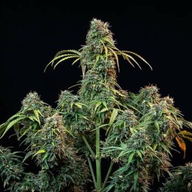 Royal Queen Seeds Royal CBDV AUTO CBD - 3 automatisierte Samen