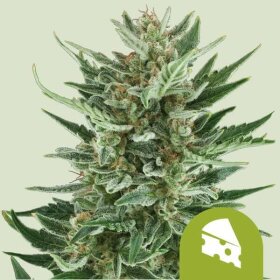 Royal Queen Seeds Royal Cheese AUTO - 3 automated seeds