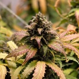 Royal Queen Seeds Royal Cheese AUTO - 3 autoflowering Samen