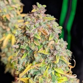 Royal Queen Seeds Royal Cheese AUTO - 3 autoflowering Samen