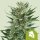 Royal Queen Seeds Royal Cheese AUTO - 3 autoflowering Samen