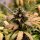 Royal Queen Seeds Royal Cheese AUTO - 3 automatisierte Samen