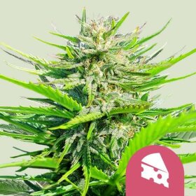 Royal Queen Seeds Royal Cheese Fast Version AUTO - 3 automated seeds