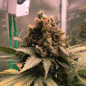 Royal Queen Seeds Royal Cheese Fast Version AUTO - 3 automatisierte Samen