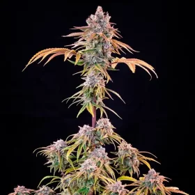 Royal Queen Seeds Royal Cheese Fast Version AUTO - 3 automatisierte Samen