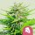 Royal Queen Seeds Royal Cheese Fast Version AUTO - 3 automatisierte Samen