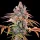 Royal Queen Seeds Royal Cheese Fast Version AUTO - 3 automatisierte Samen