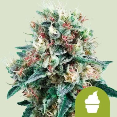 Royal Queen Seeds Royal Creamatic AUTO - 3 autoflowering...