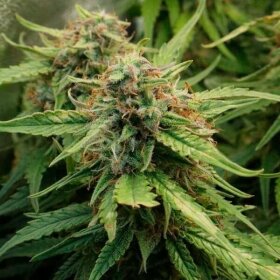 Royal Queen Seeds Royal Creamatic AUTO - 3 autoflowering Samen