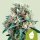 Royal Queen Seeds Royal Creamatic AUTO - 3 autoflowering Samen