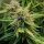 Royal Queen Seeds Royal Creamatic AUTO - 3 automatisierte Samen