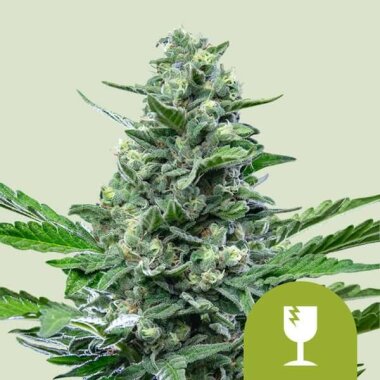 Royal Queen Seeds Haze Royal Critical AUTO - 3...