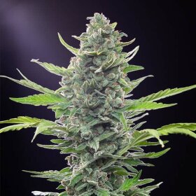 Royal Queen Seeds Haze Royal Critical AUTO - 3 autoflowering Samen