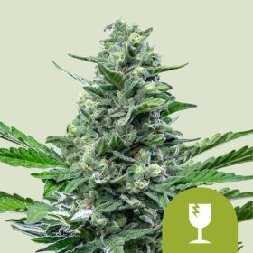 Royal Queen Seeds Haze Royal Critical AUTO - 3 automatisierte Samen