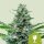 Royal Queen Seeds Haze Royal Critical AUTO - 3 autoflowering Samen