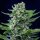 Royal Queen Seeds Haze Royal Critical AUTO - 3 autoflowering Samen