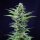 Royal Queen Seeds Haze Royal Critical AUTO - 3 autoflowering Samen