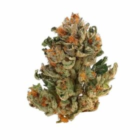 Royal Queen Seeds Royal Domina - 3 feminisierte Samen