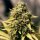 Royal Queen Seeds Royal Domina - 3 feminisierte Samen