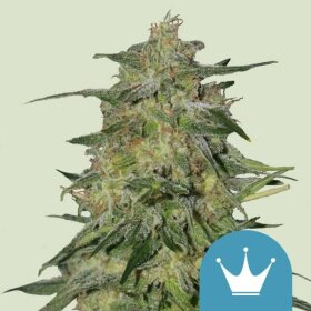 Royal Queen Seeds Royal Highness CBD - 3 feminized seeds