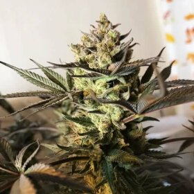 Royal Queen Seeds Royal Highness CBD - 3 feminisierte Samen