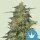 Royal Queen Seeds Royal Highness CBD - 3 feminisierte Samen