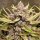 Royal Queen Seeds Royal Highness CBD - 3 feminisierte Samen