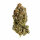 Royal Queen Seeds Royal Highness CBD - 3 feminisierte Samen