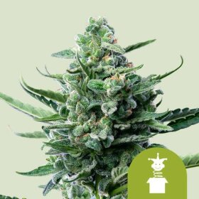 Royal Queen Seeds Royal Jack AUTO - 3 automated seeds