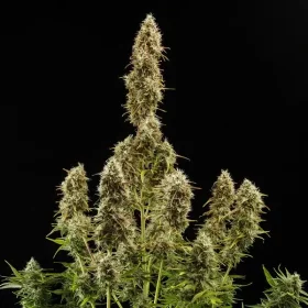 Royal Queen Seeds Royal Jack AUTO - 3 autoflowering Samen