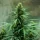 Royal Queen Seeds Royal Jack AUTO - 3 autoflowering Samen