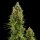 Royal Queen Seeds Royal Jack AUTO - 3 autoflowering Samen