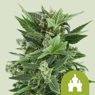 Royal Queen Seeds Haze Royal Kush AUTO - 3 autoflowering...