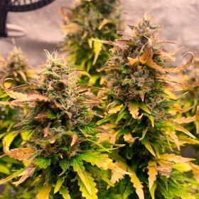 Royal Queen Seeds Haze Royal Kush AUTO - 3 autoflowering Samen