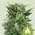 Royal Queen Seeds Haze Royal Kush AUTO - 3 autoflowering Samen