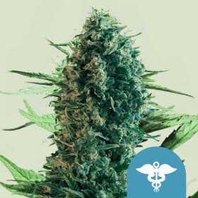 Royal Queen Seeds Royal Medic  CBD - 3 feminisierte Samen