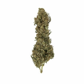 Royal Queen Seeds Royal Medic  CBD - 3 feminisierte Samen