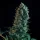 Royal Queen Seeds Royal Medic  CBD - 3 feminisierte Samen